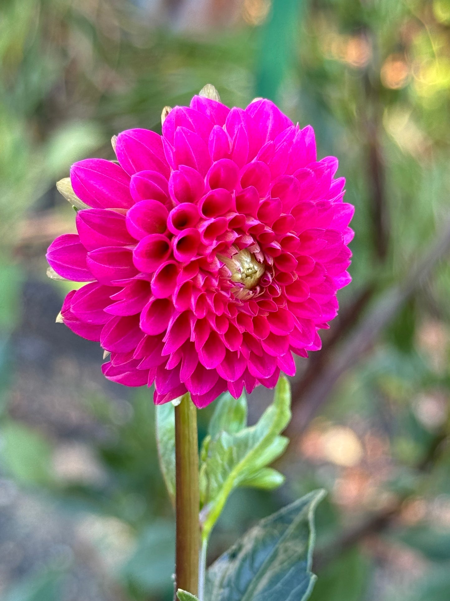 Fatima Dahlia