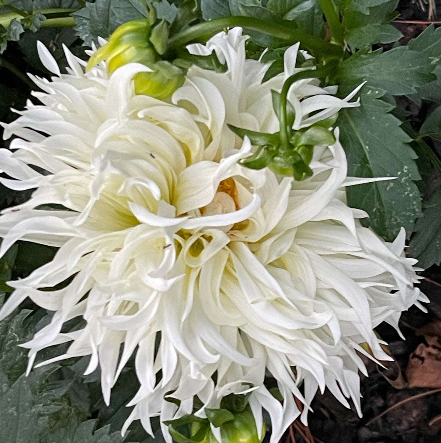 Kenora Spirit Dahlia