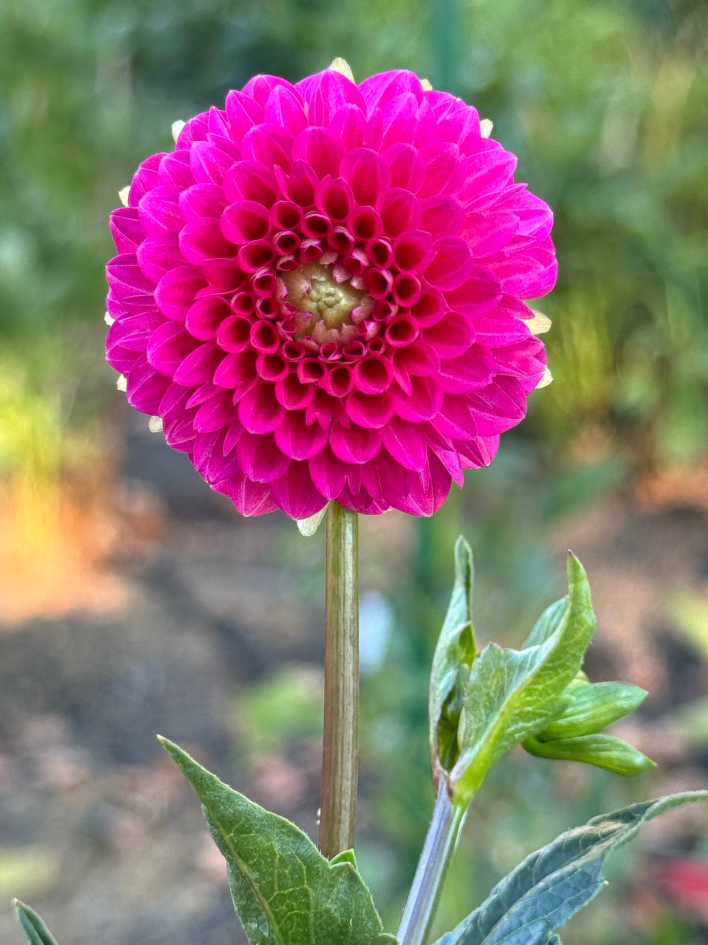 Fatima Dahlia