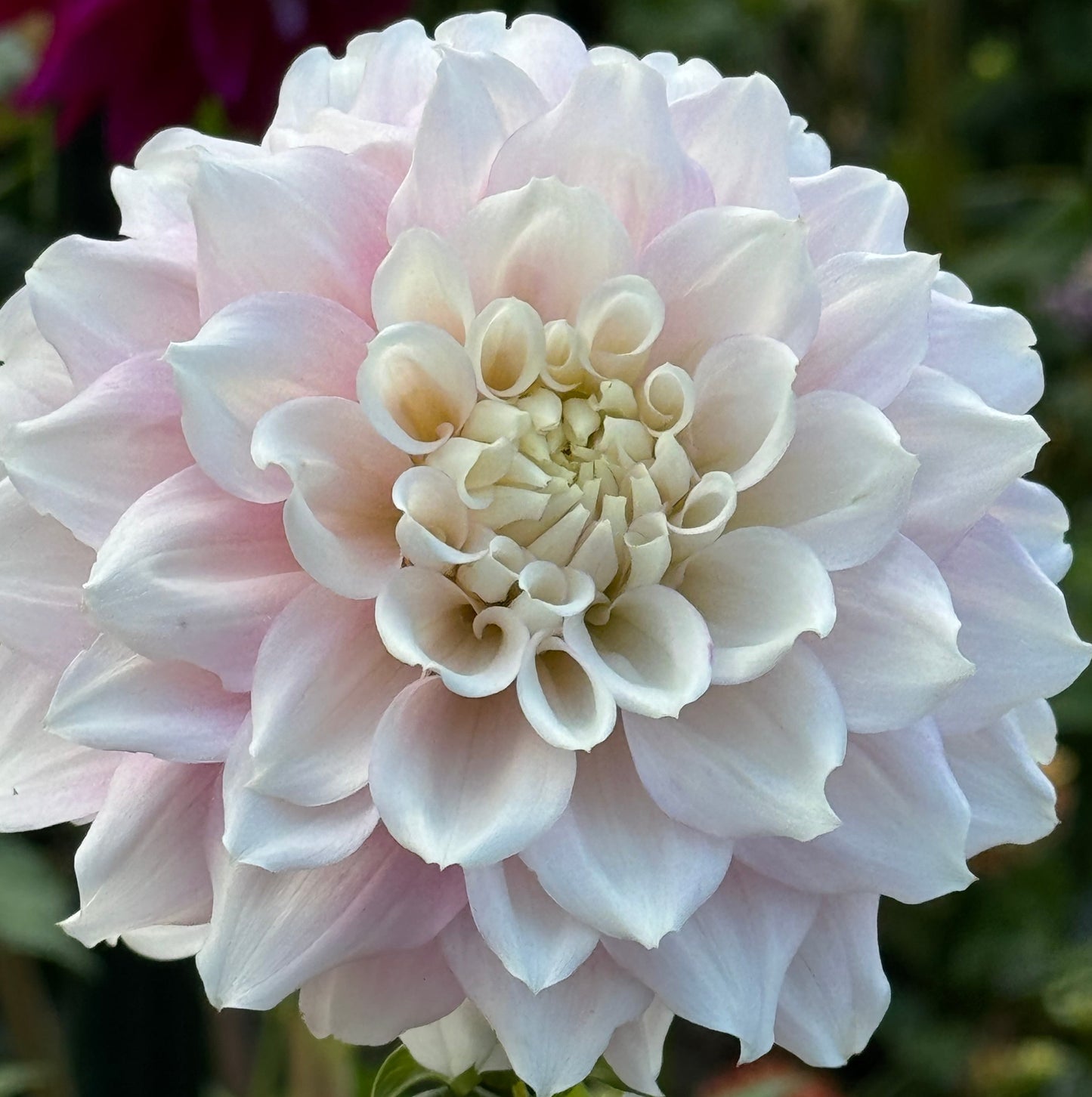 Gitts Perfection Dahlia