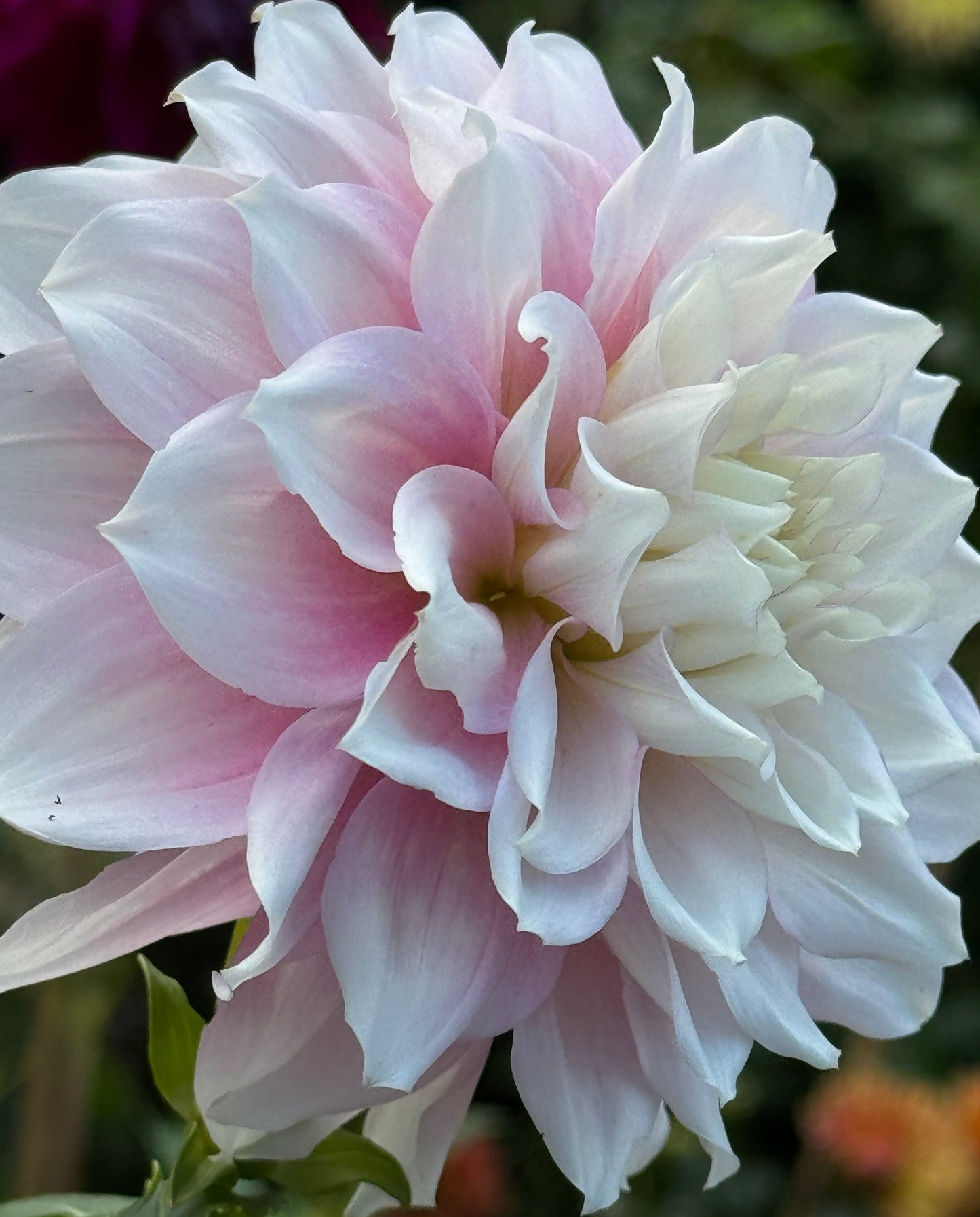 Gitts Perfection Dahlia