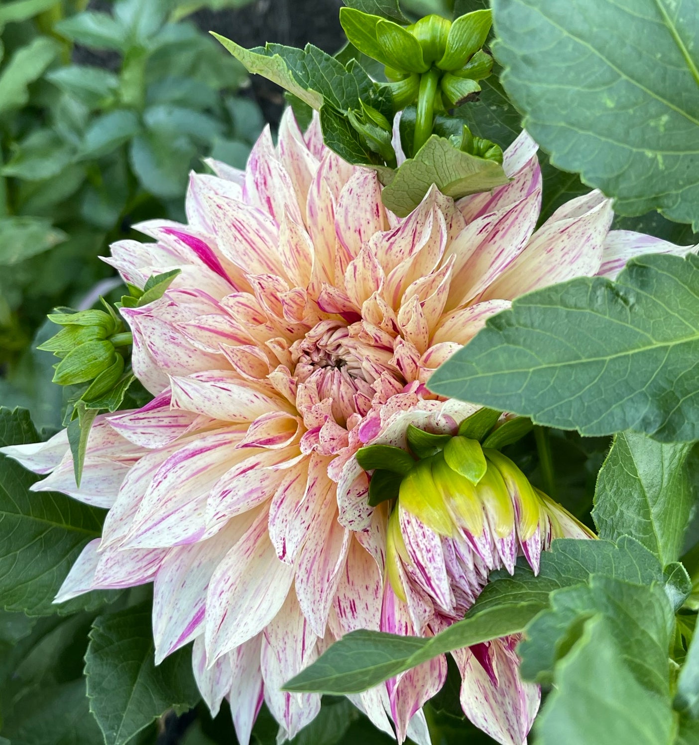 Mom’s Special Dahlia