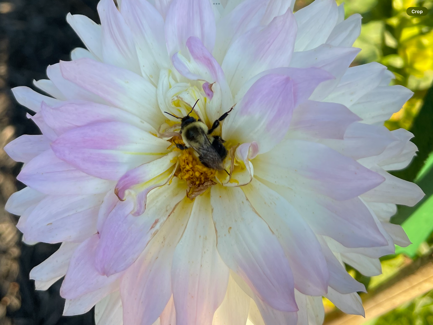 Oreti Candy Dahlia