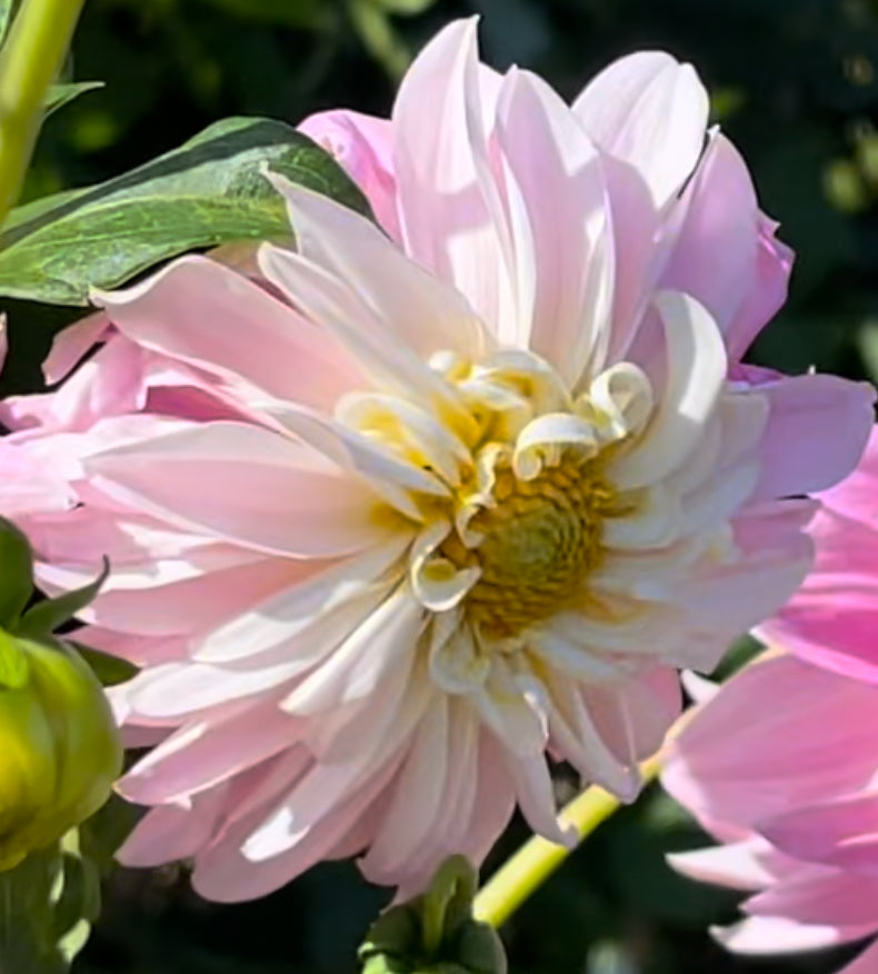 Oreti Candy Dahlia