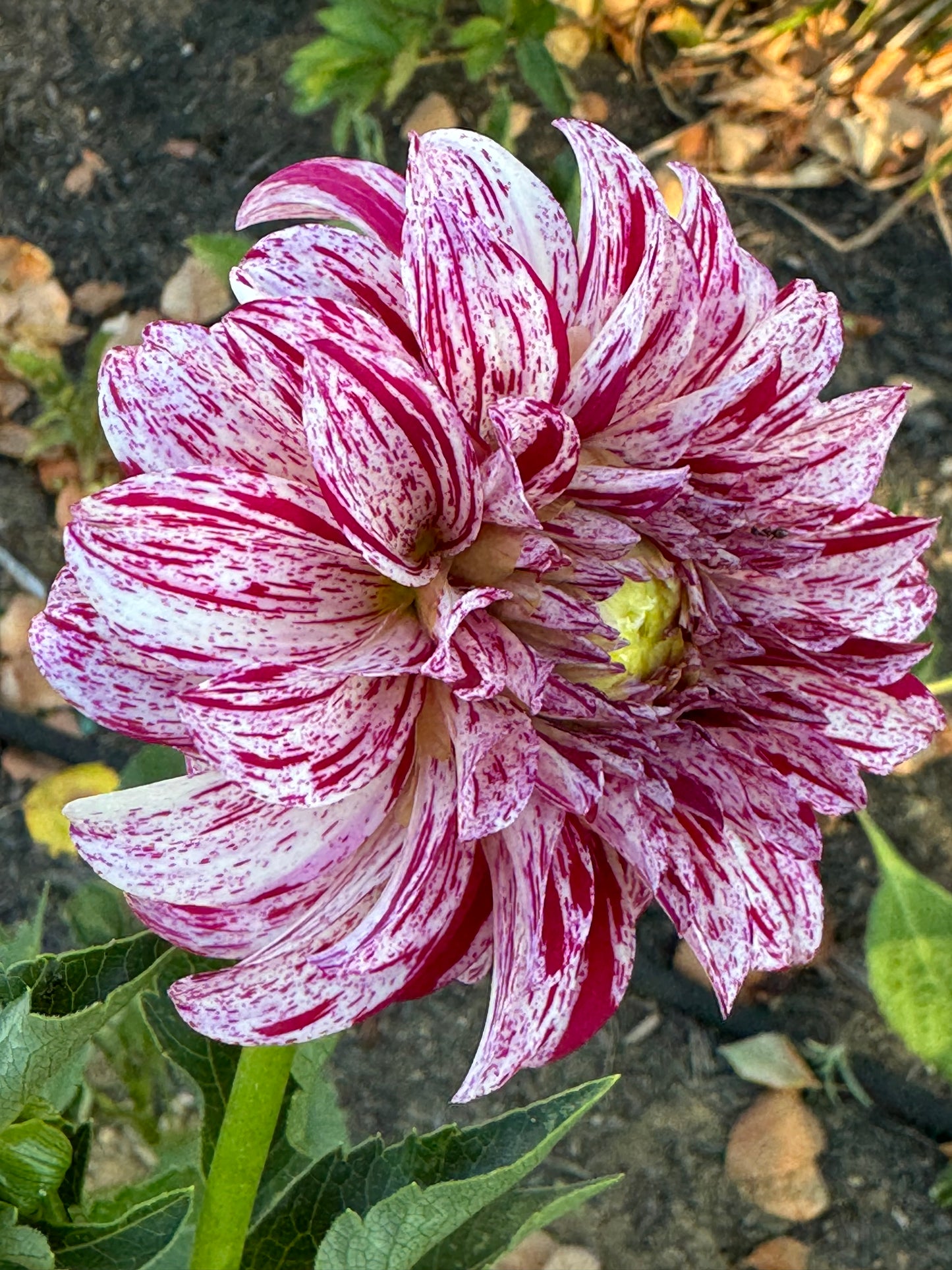 AC Candy Dahlia