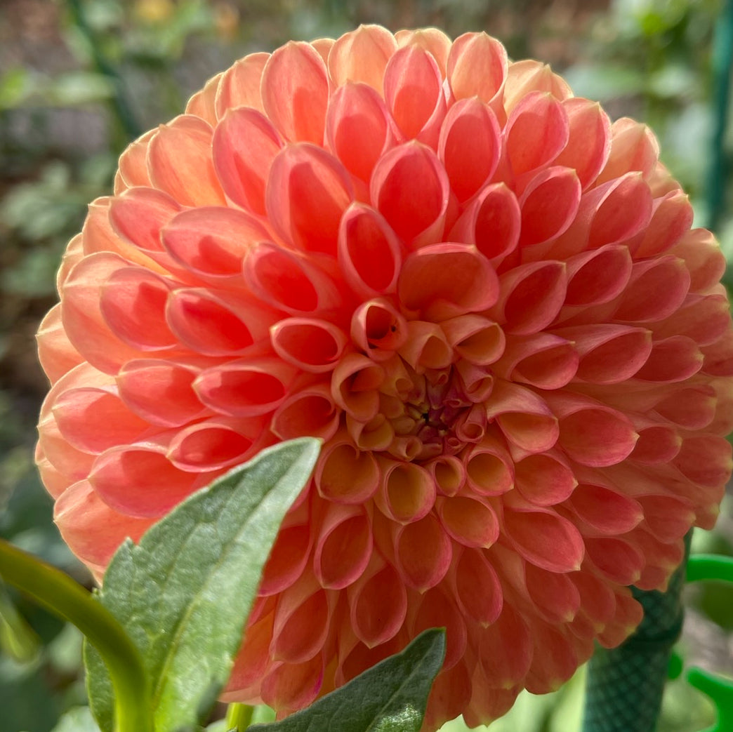 Peach Pom Pom Dahlia – Draginas Dahlias