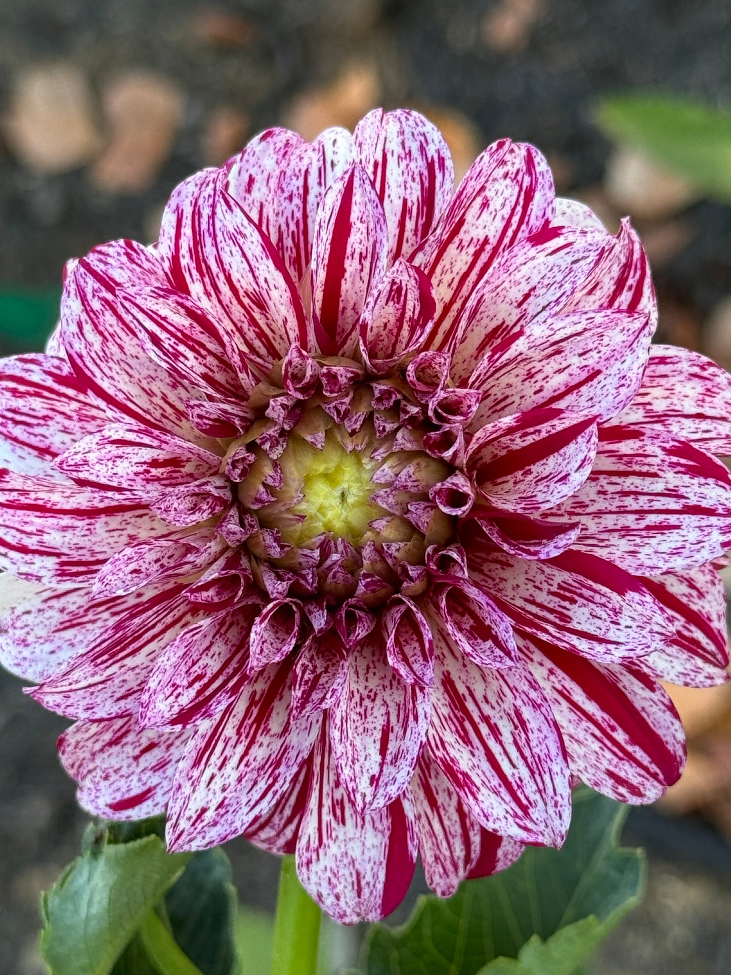 AC Candy Dahlia