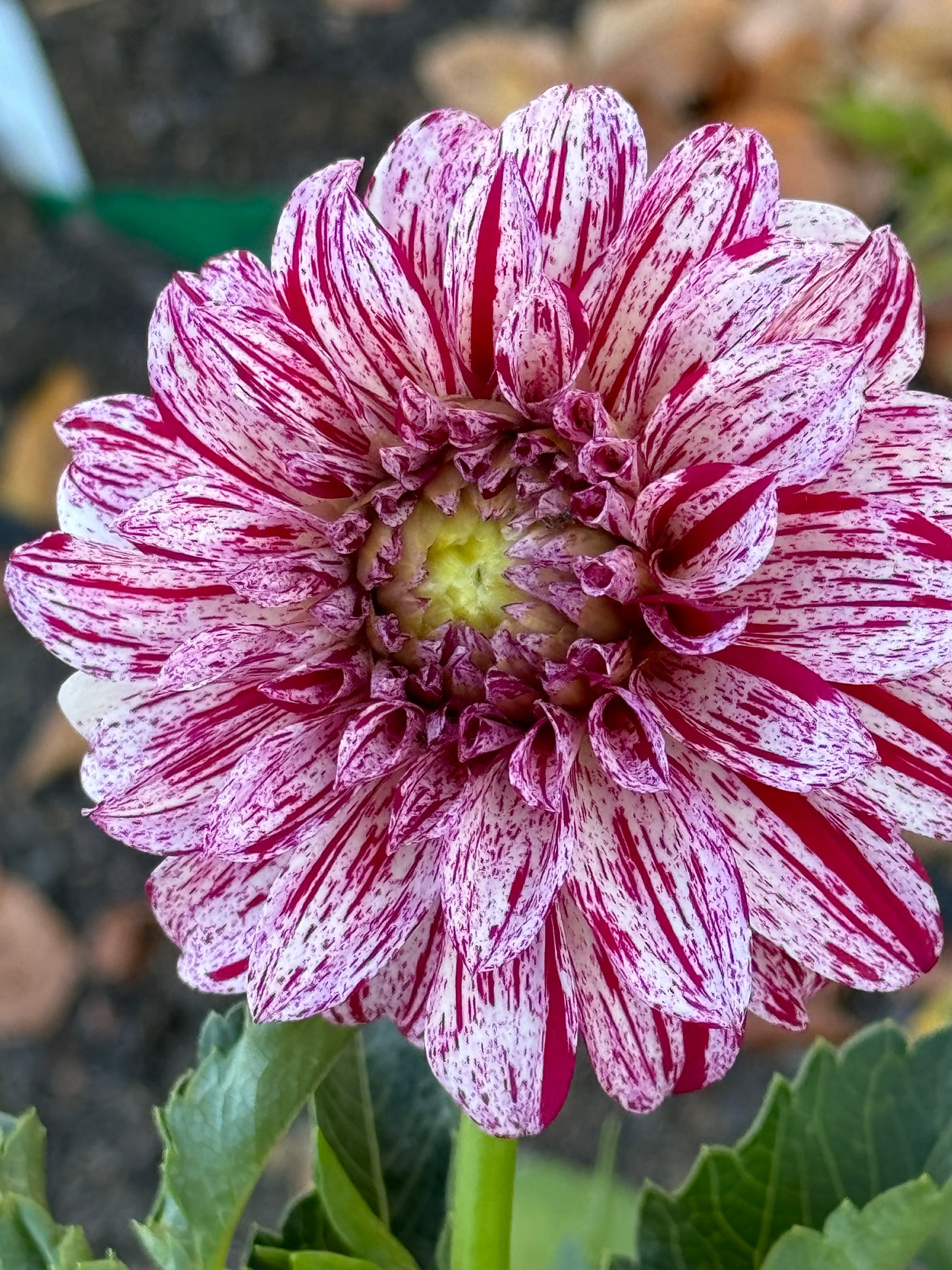 AC Candy Dahlia