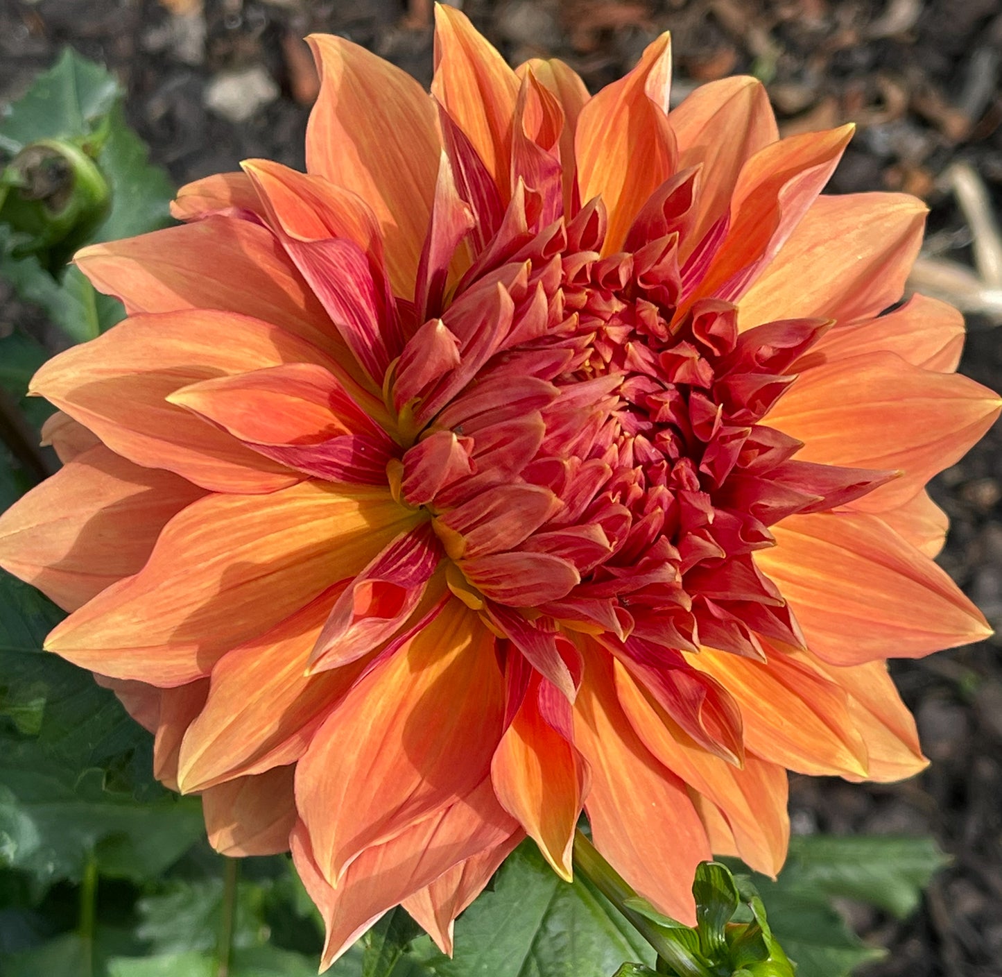 Punking Spice Dahlia