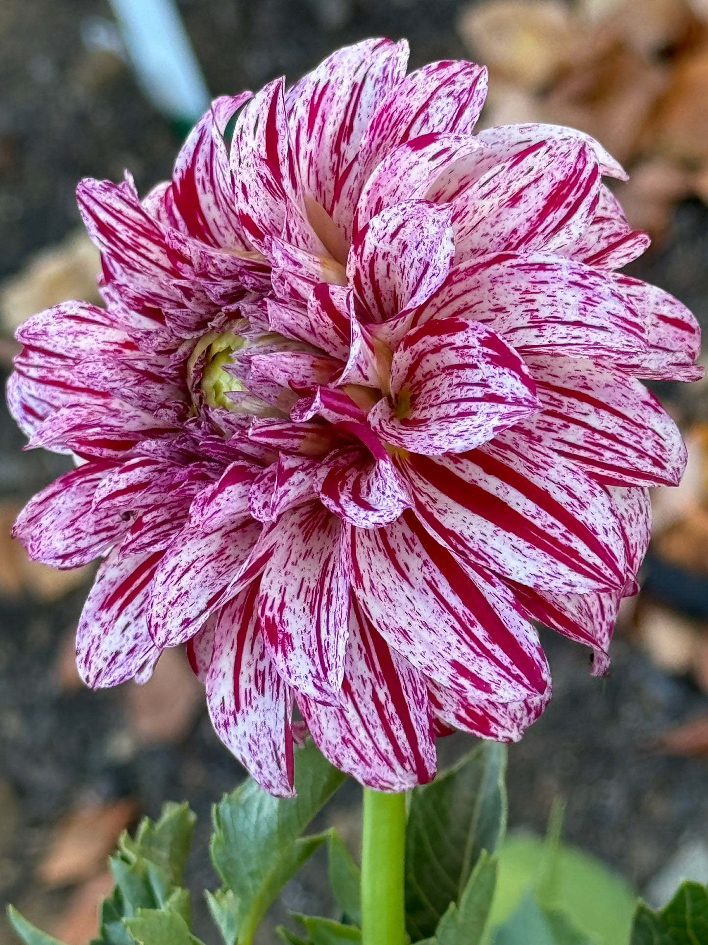 AC Candy Dahlia