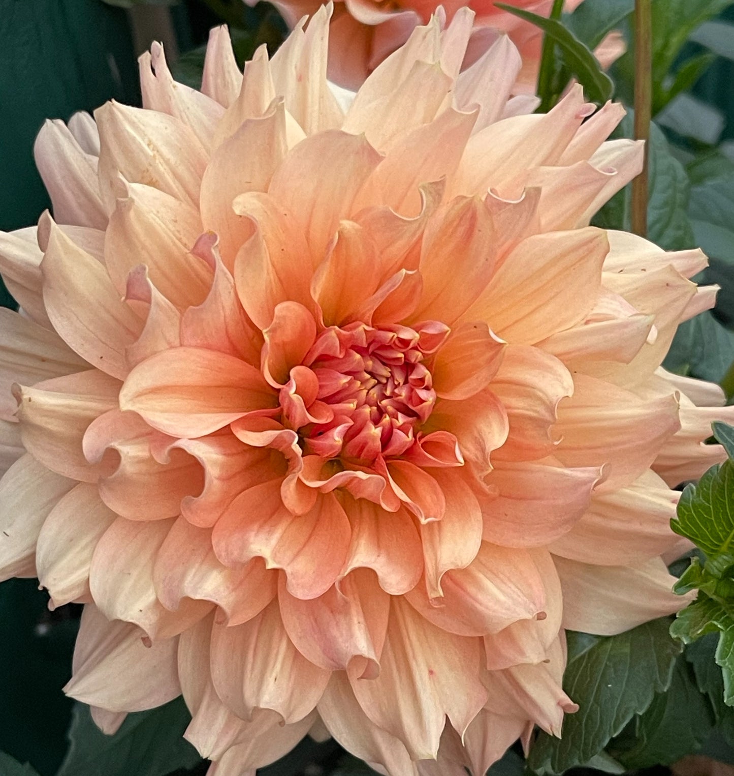 Punking Spice Dahlia