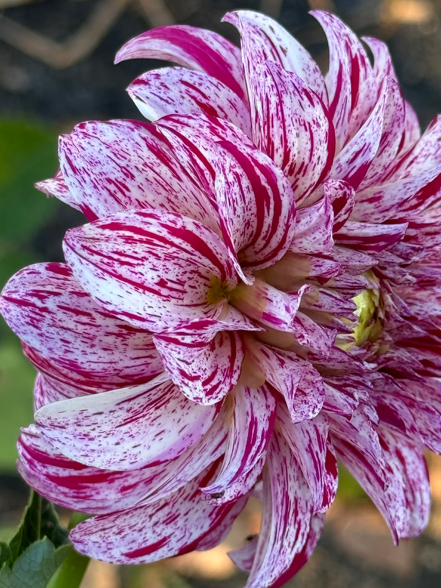 AC Candy Dahlia