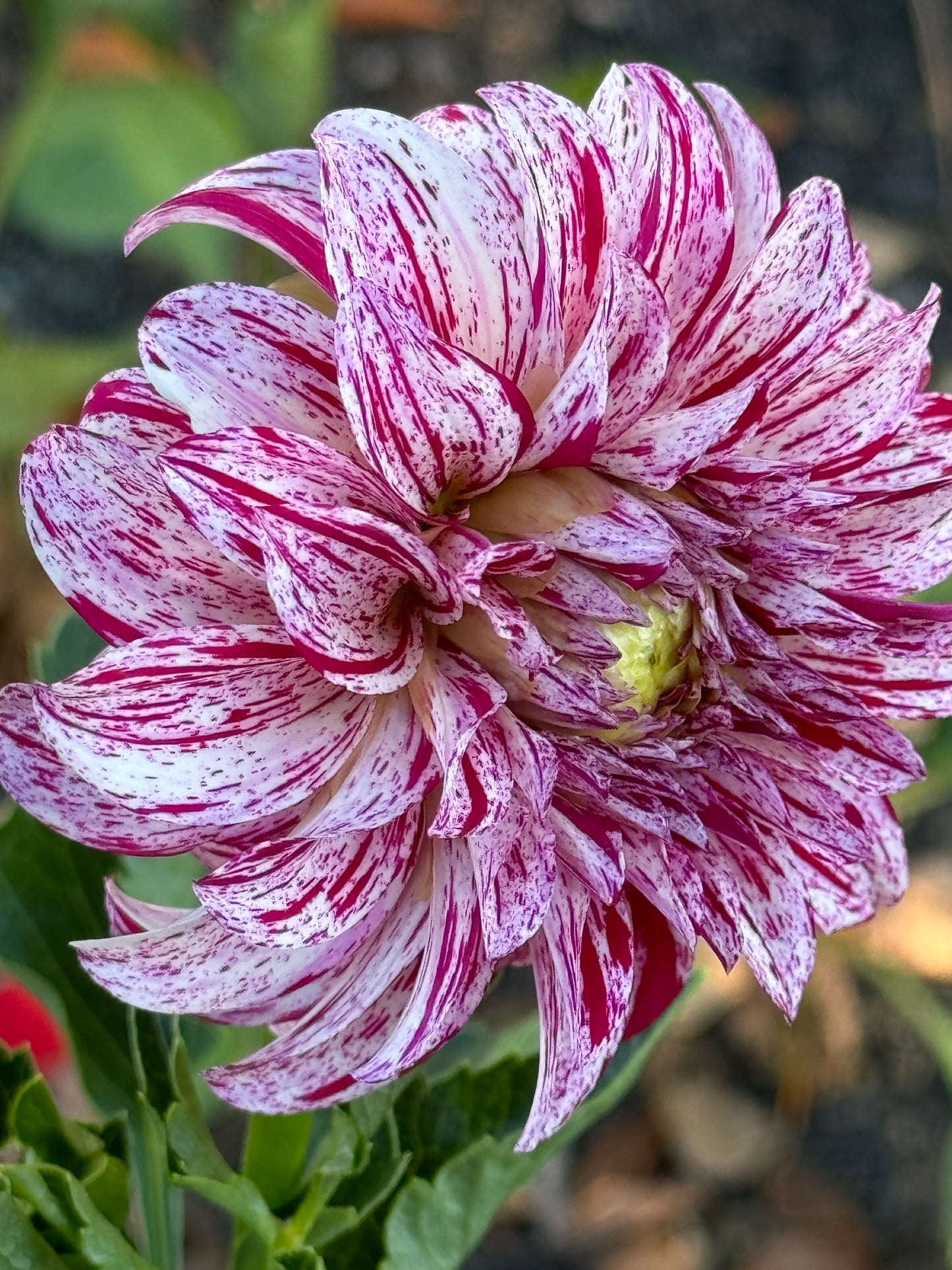 AC Candy Dahlia