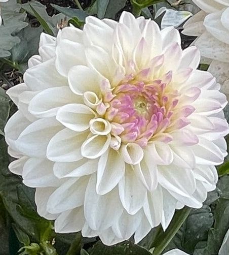 Ryecroft Brenda Dahlia