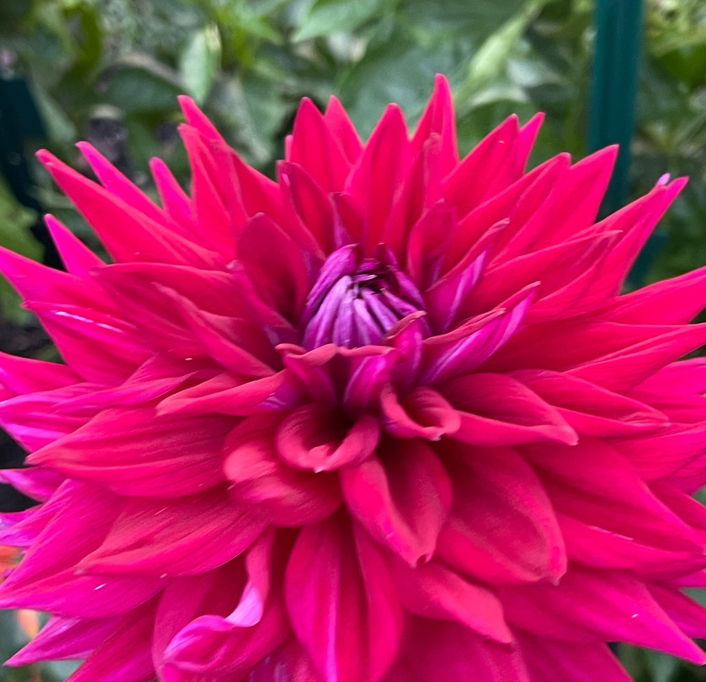 See Electra Dahlia