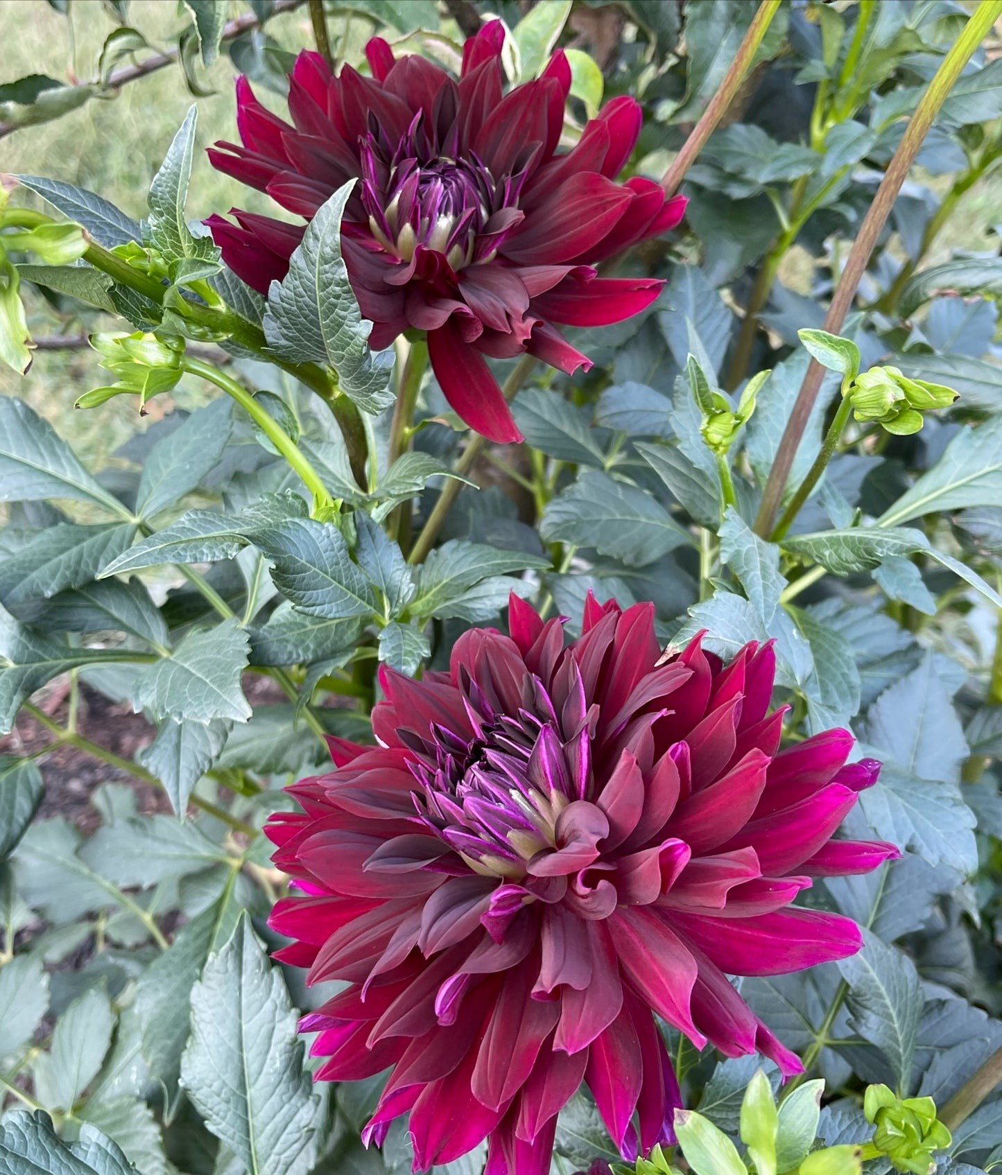 Rip City Dahlia