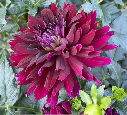 Rip City Dahlia