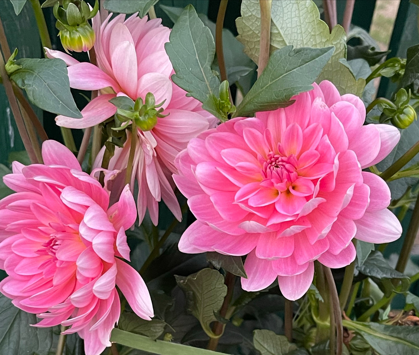 Summit Festival Dahlia