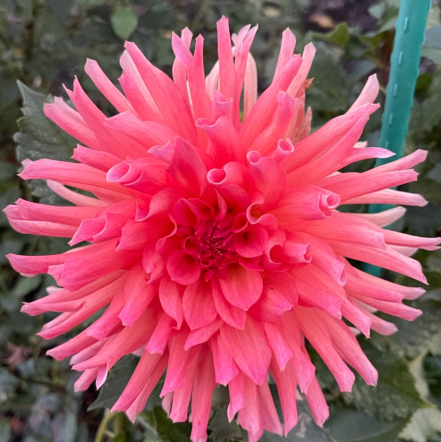 Tutti Frutti Dahlia