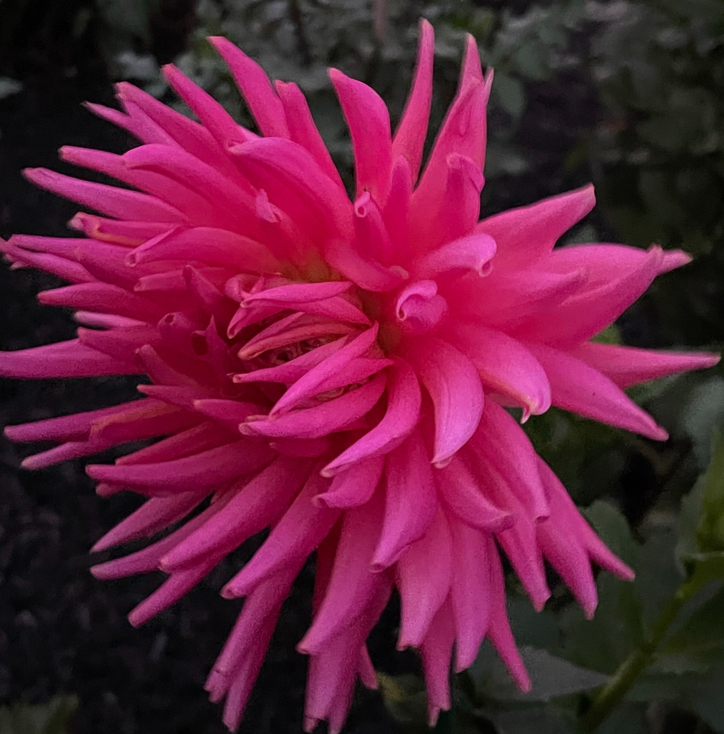 Tutti Frutti Dahlia