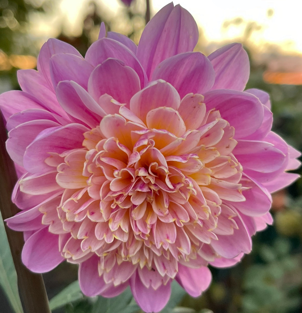 Take Off Dahlia