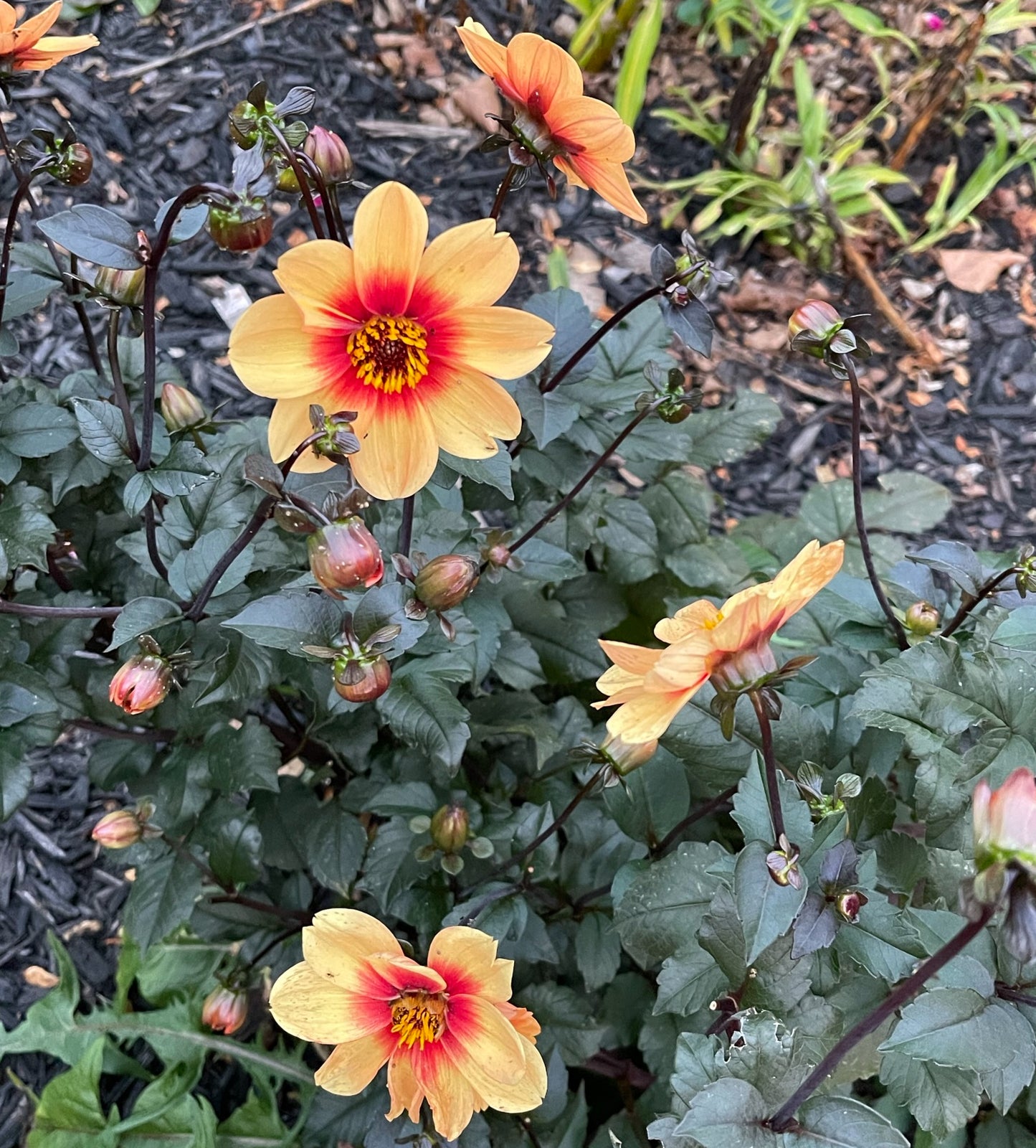 Sunshine Dahlia