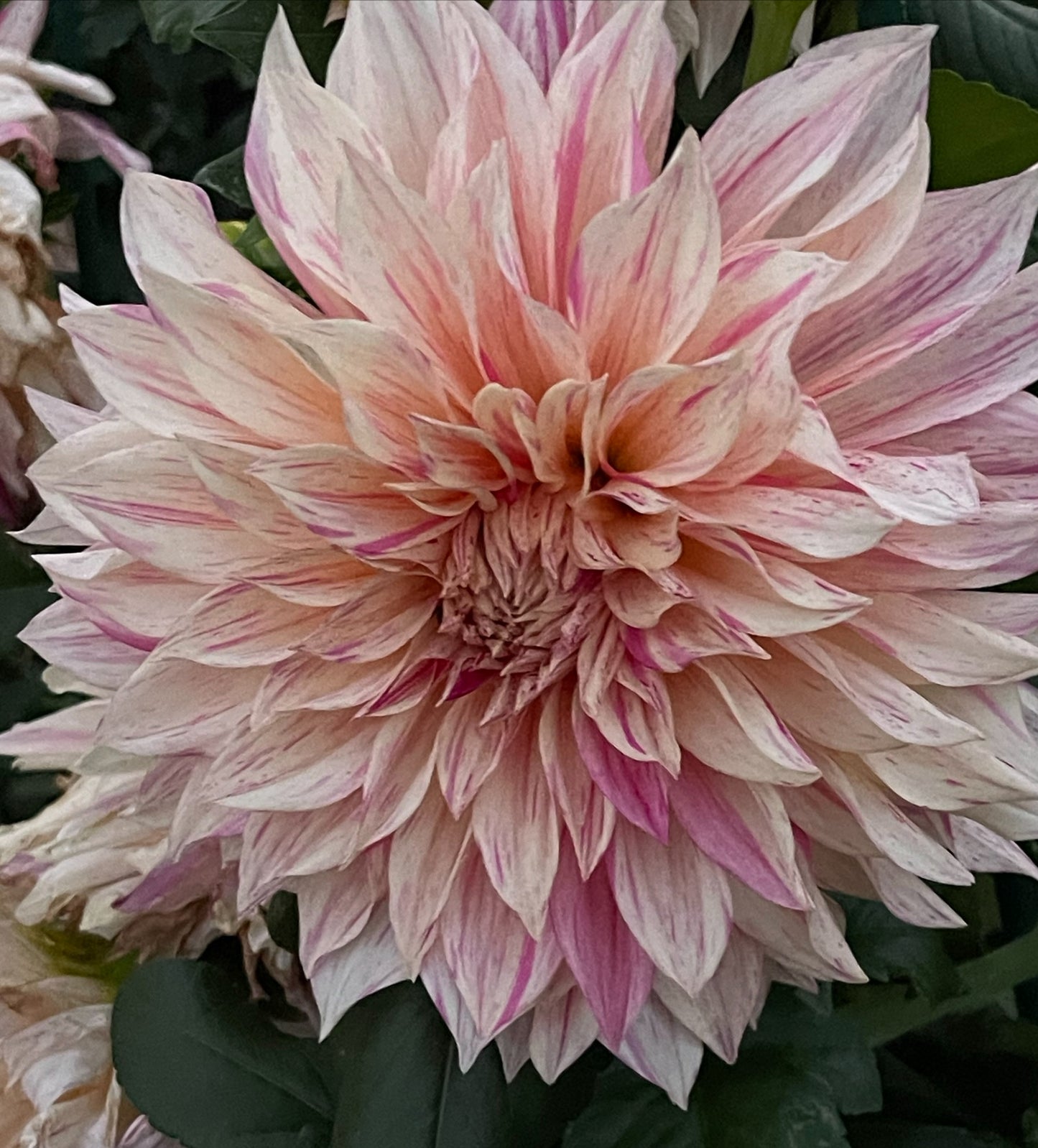 Cafe Au Late Twist Dahlia