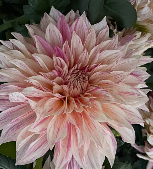 Cafe Au Late Twist Dahlia