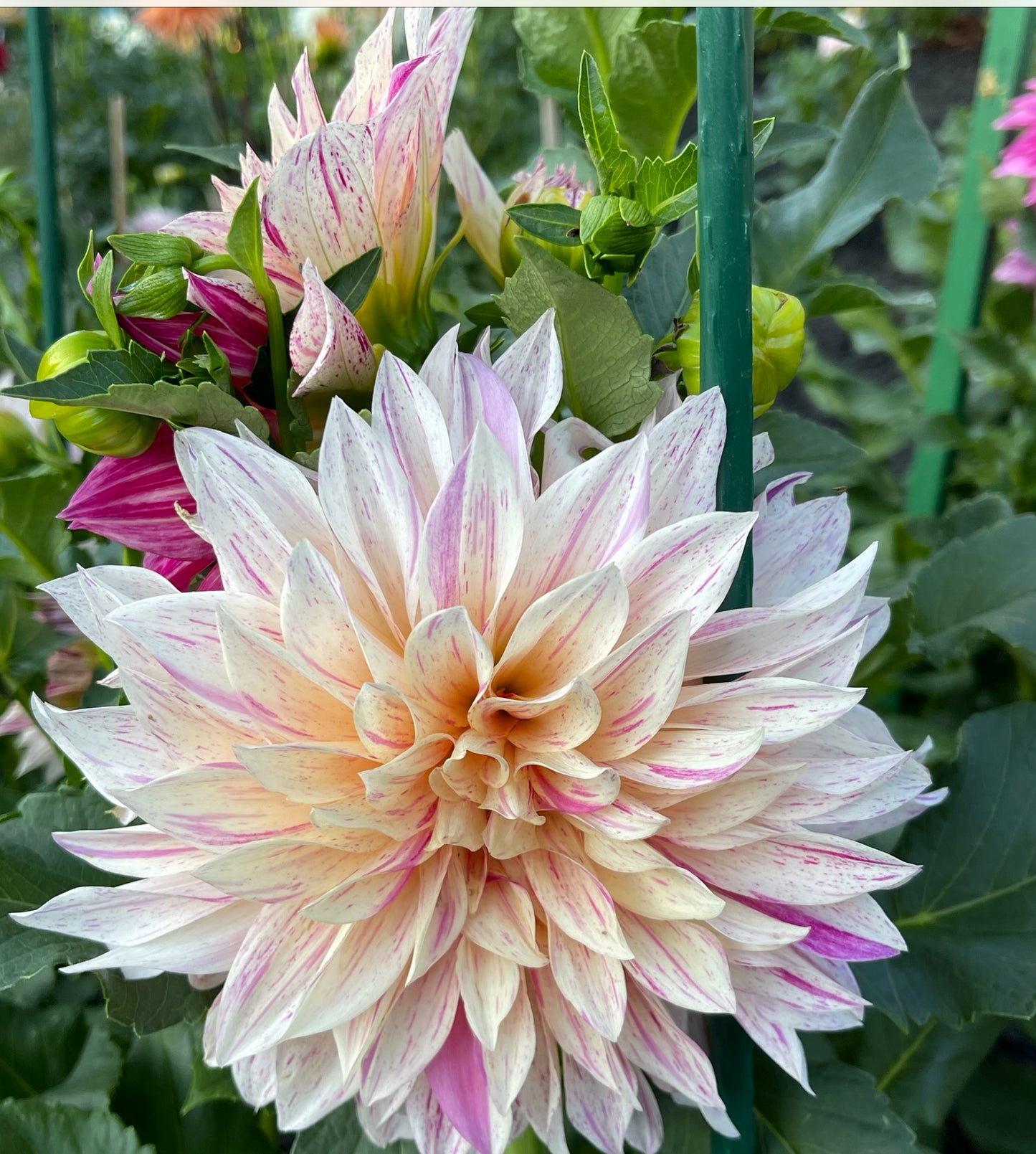 Cafe Au Late Twist Dahlia