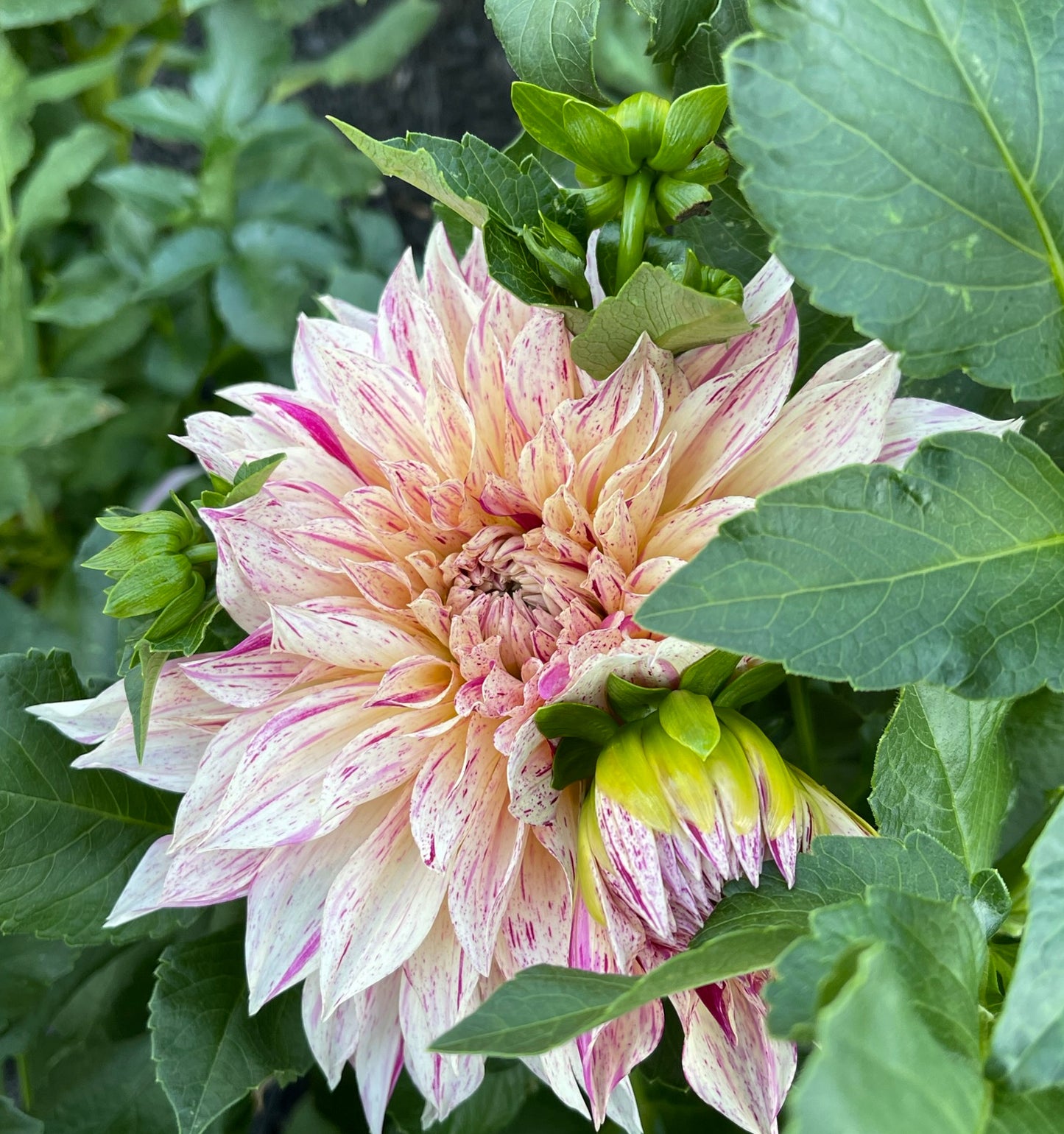 Cafe Au Late Twist Dahlia