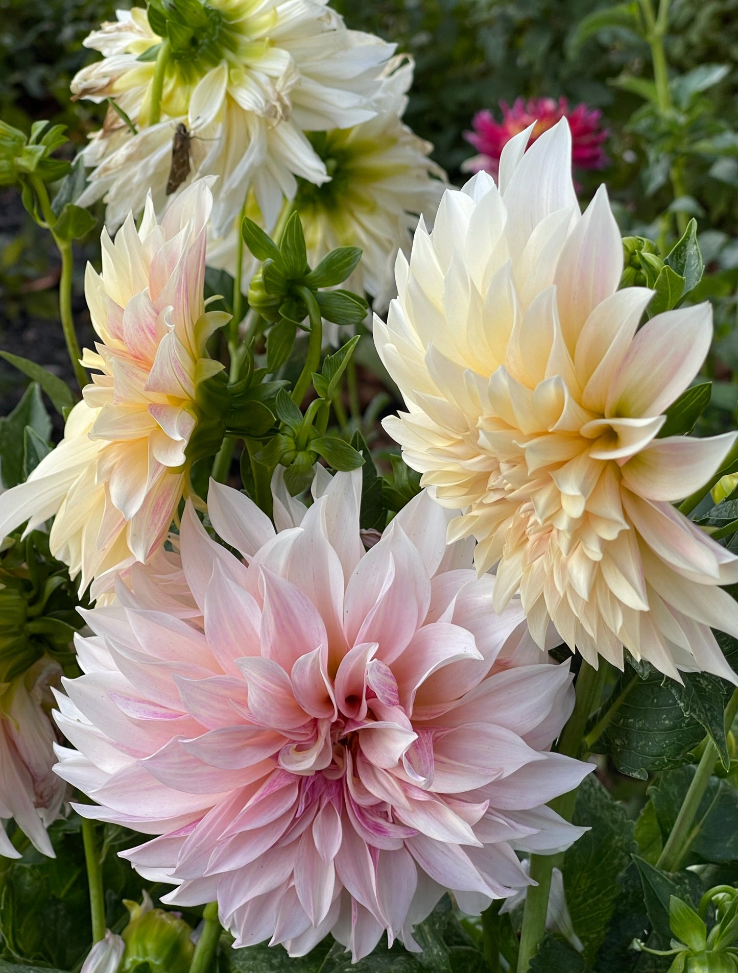 Cafe De Paris Dahlia