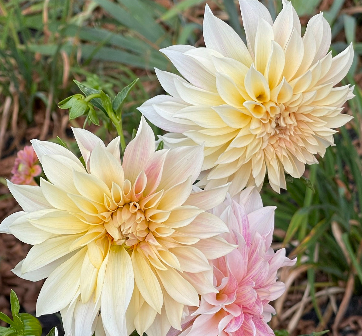 Cafe De Paris Dahlia