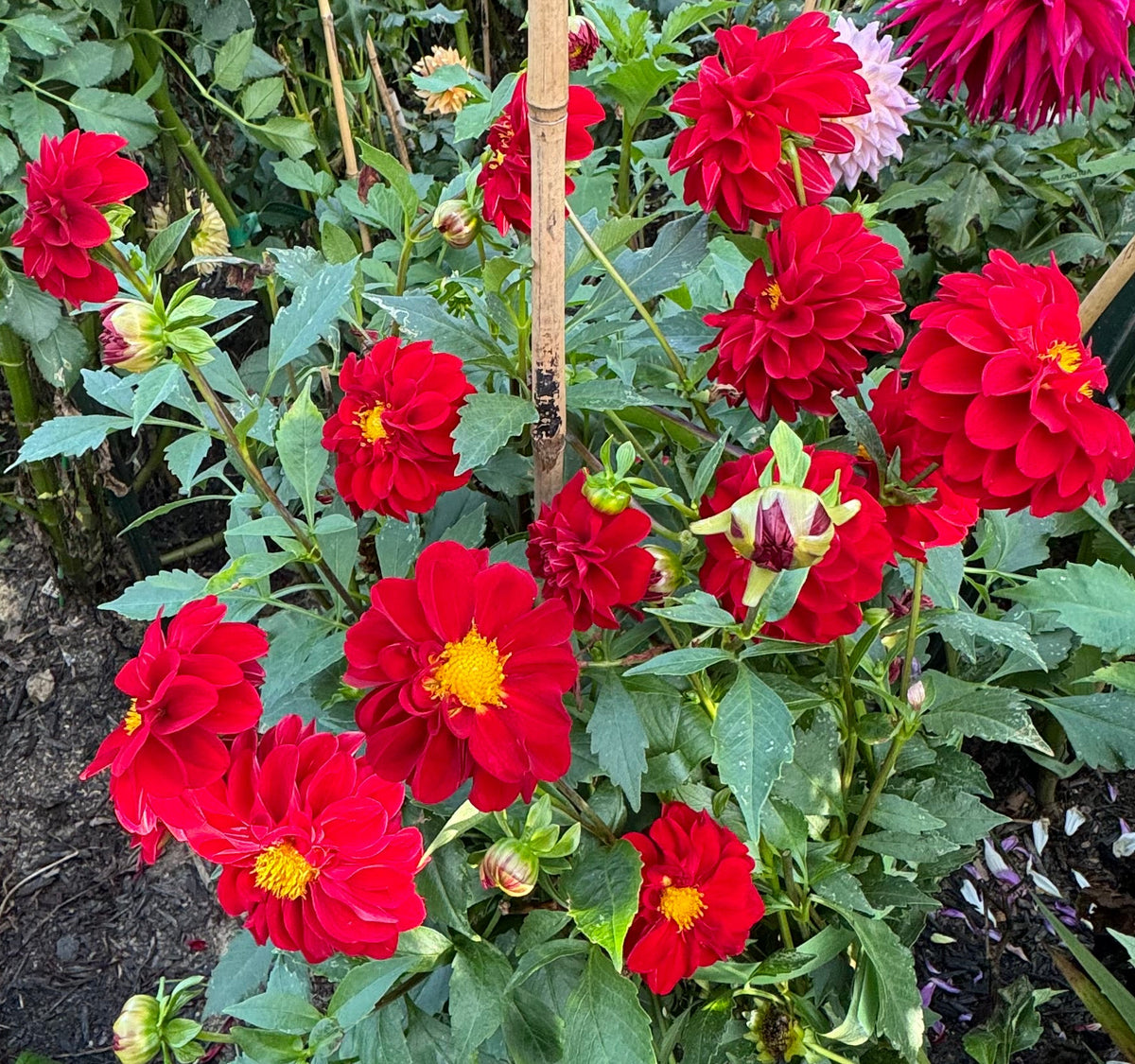 Bloomquist Fabulous Dahlia
