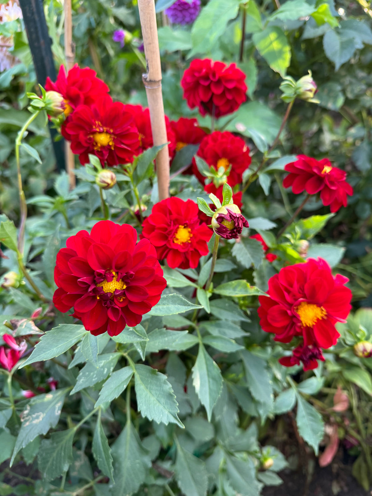 Bloomquist Fabulous Dahlia