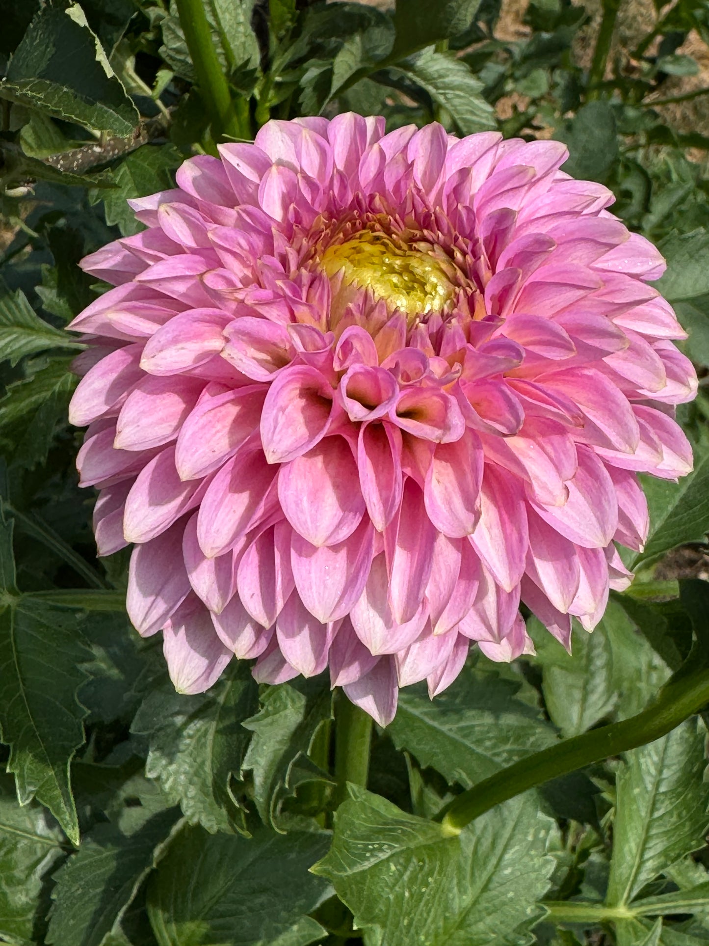 Bloomquist Pink Parfait Dahlia