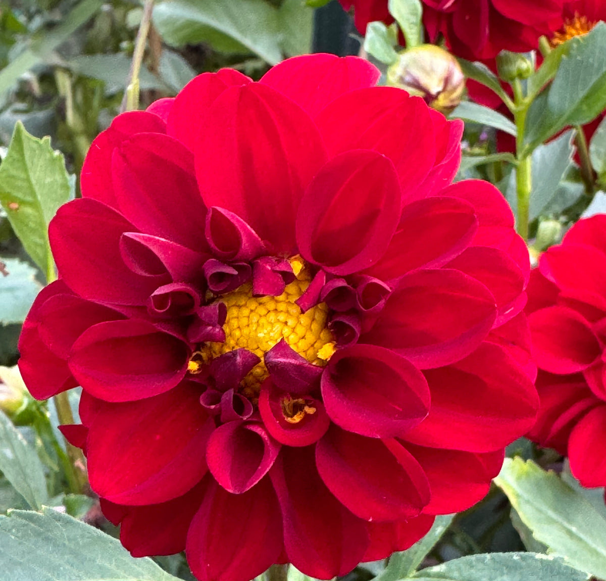 Bloomquist Fabulous Dahlia