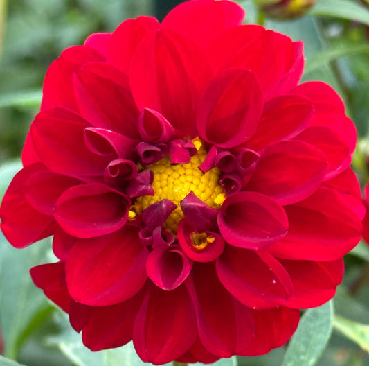 Bloomquist Fabulous Dahlia
