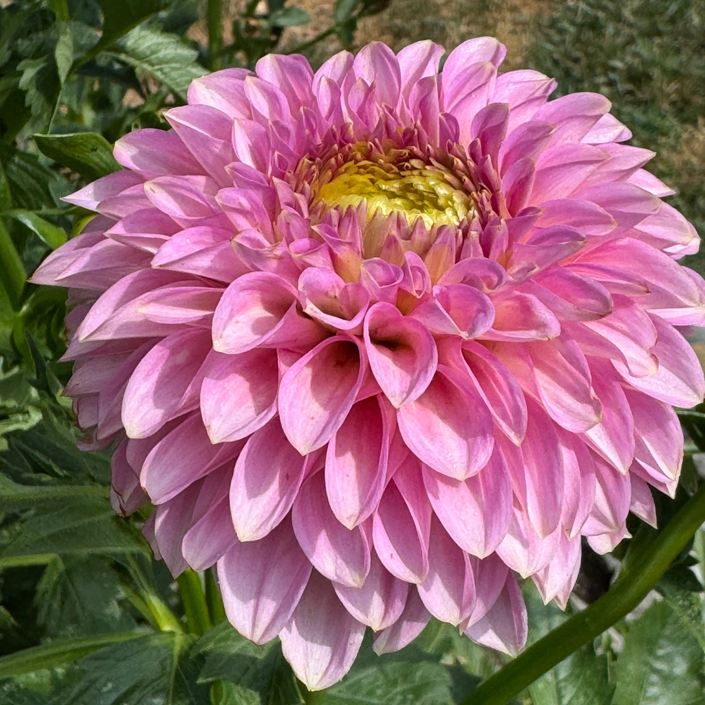 Bloomquist Pink Parfait Dahlia