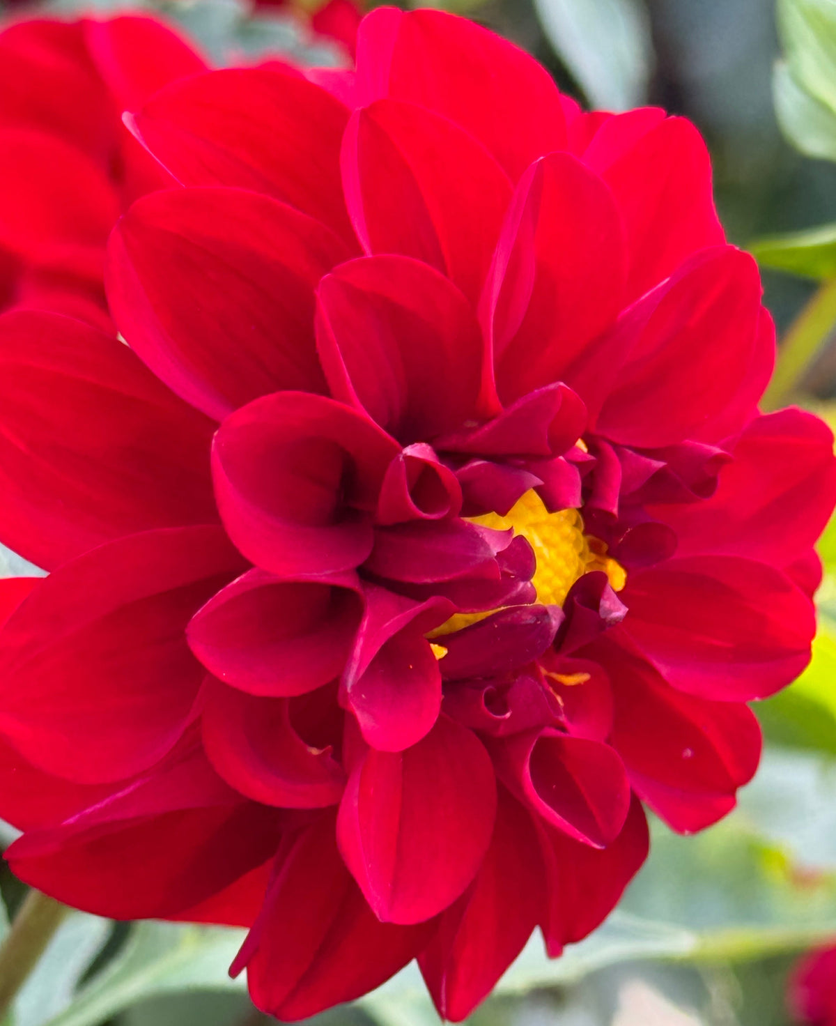Bloomquist Fabulous Dahlia
