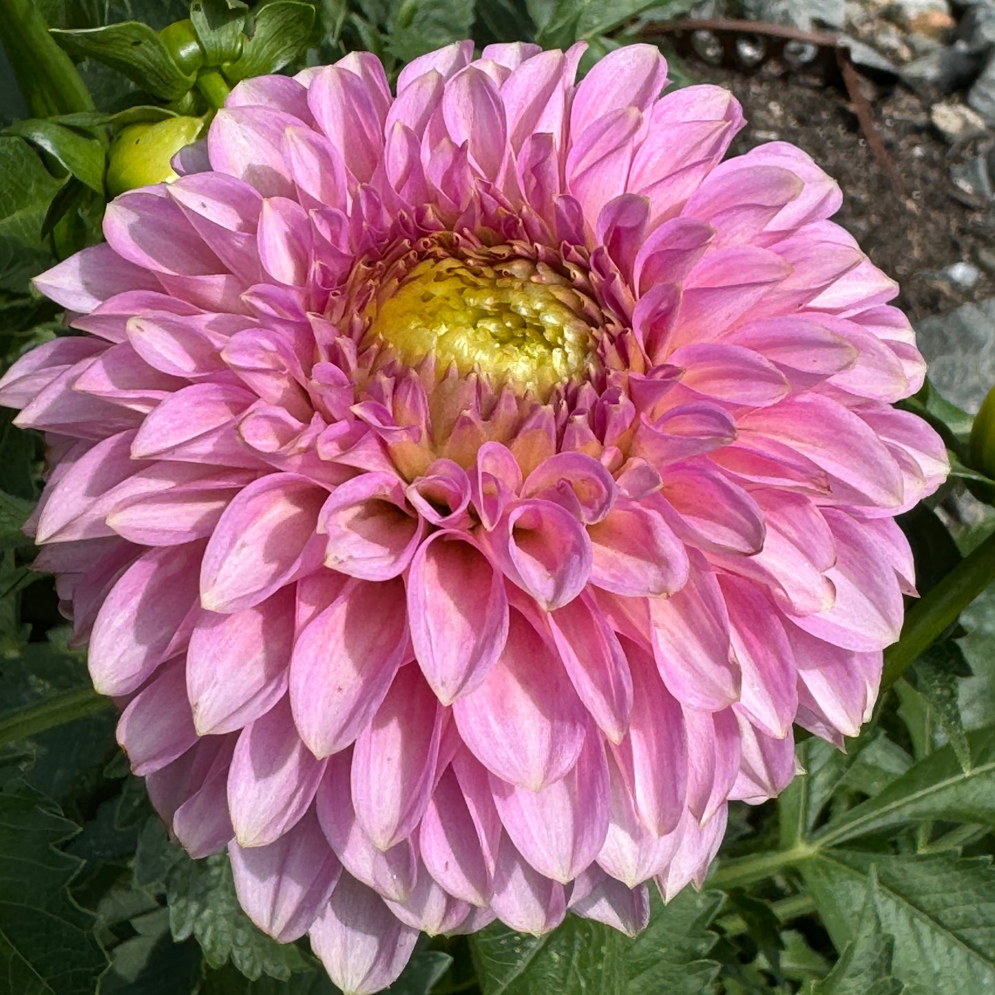 Bloomquist Pink Parfait Dahlia