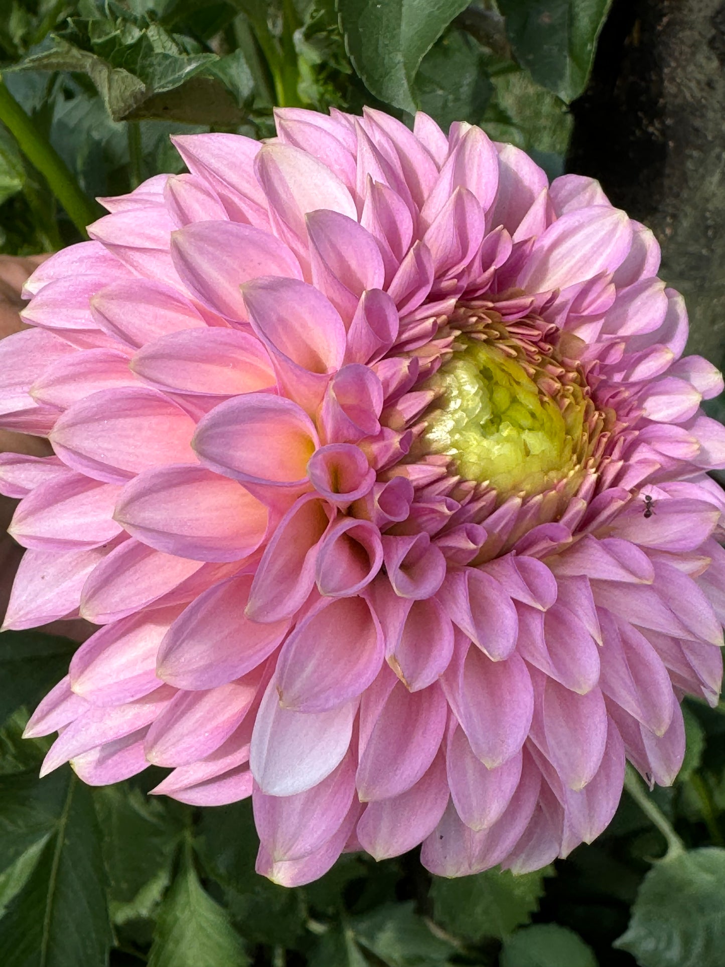 Bloomquist Pink Parfait Dahlia