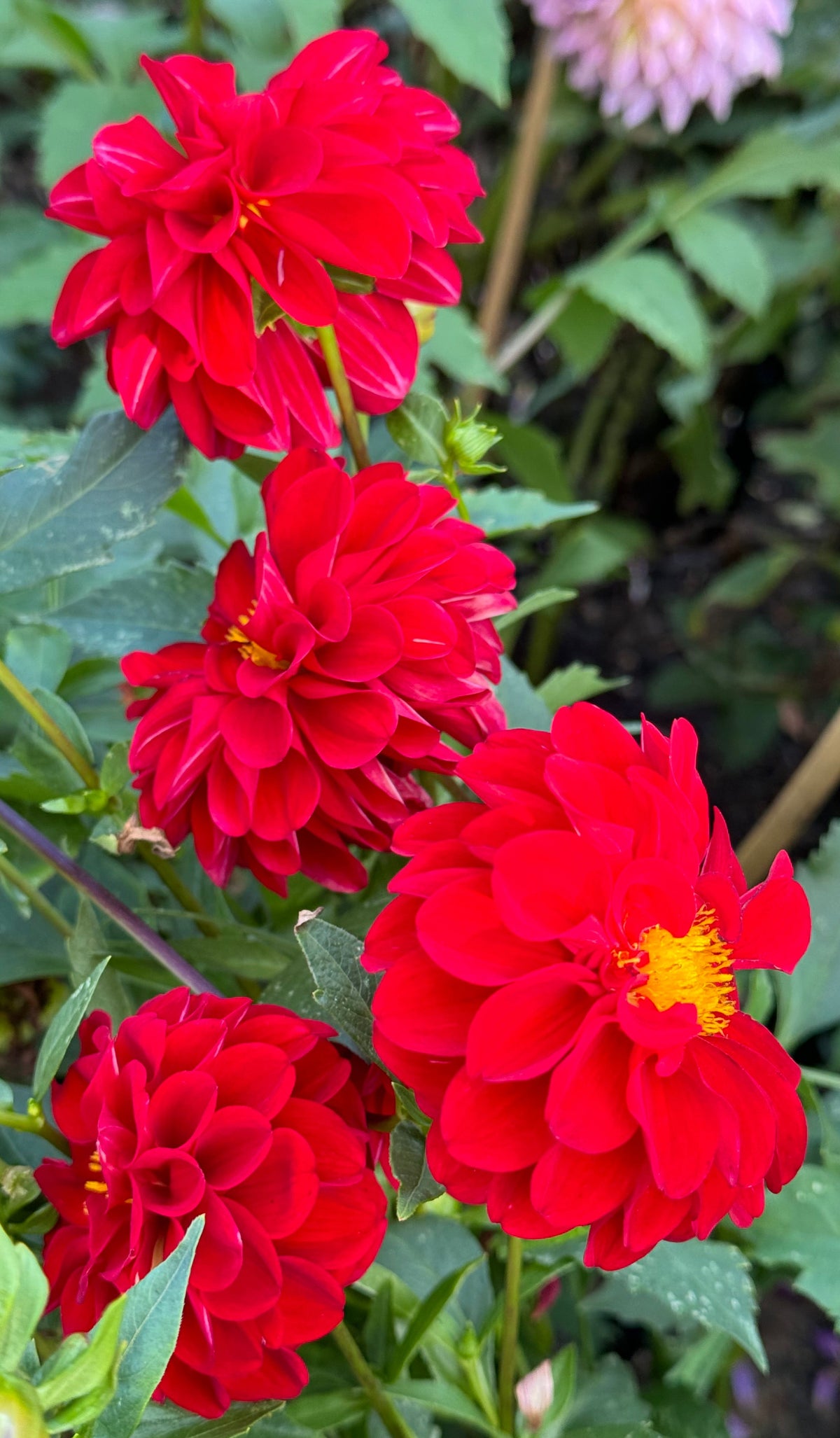 Bloomquist Fabulous Dahlia