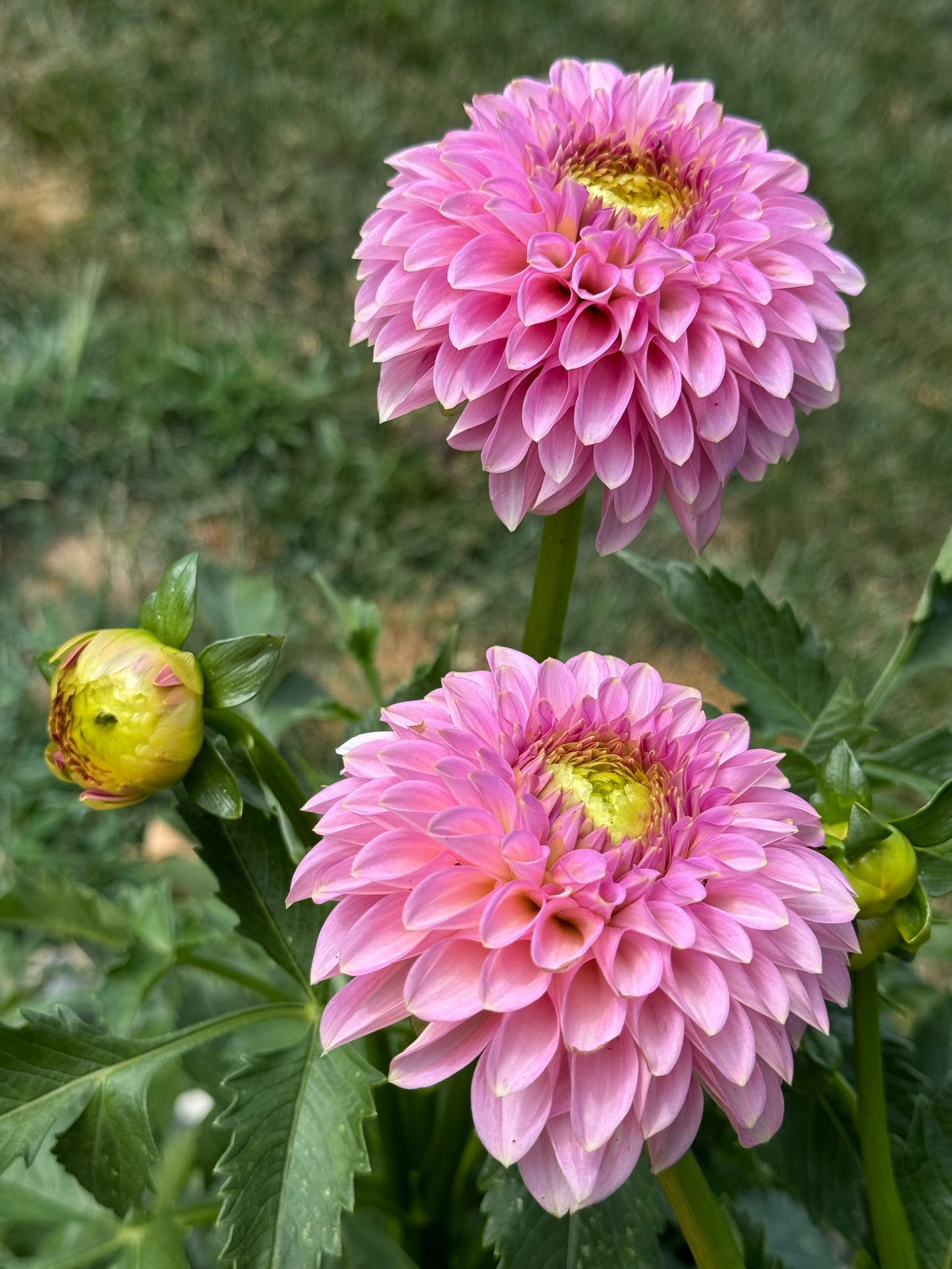 Bloomquist Pink Parfait Dahlia