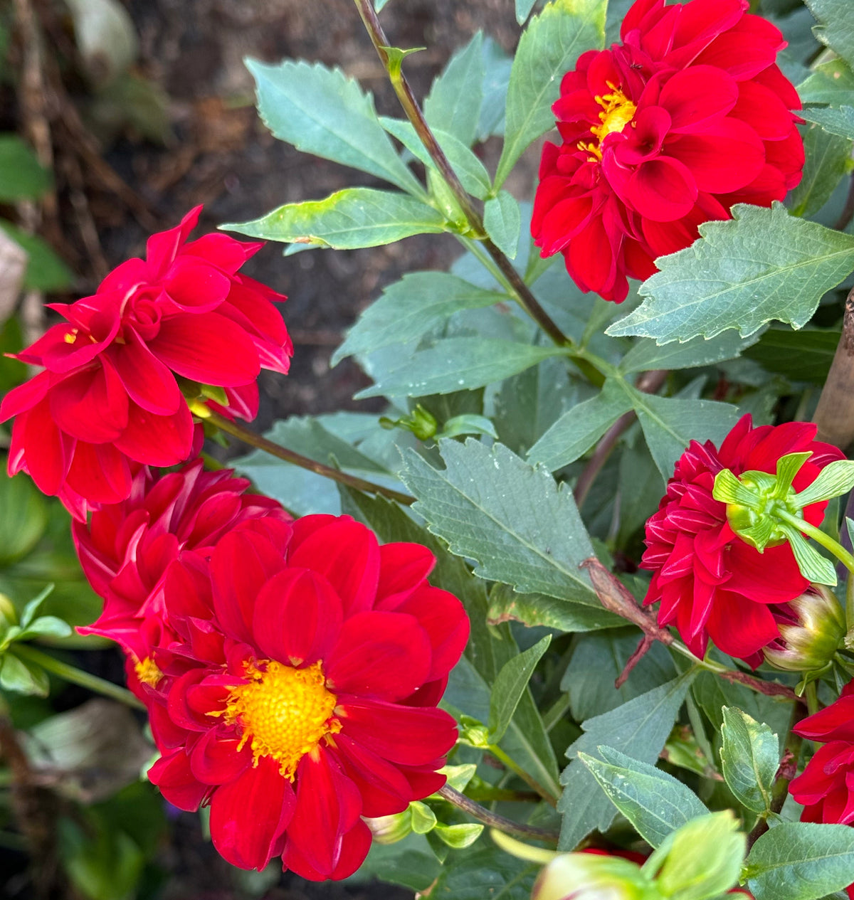 Bloomquist Fabulous Dahlia