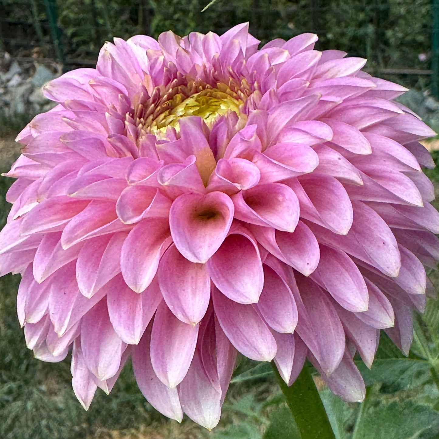 Bloomquist Pink Parfait Dahlia