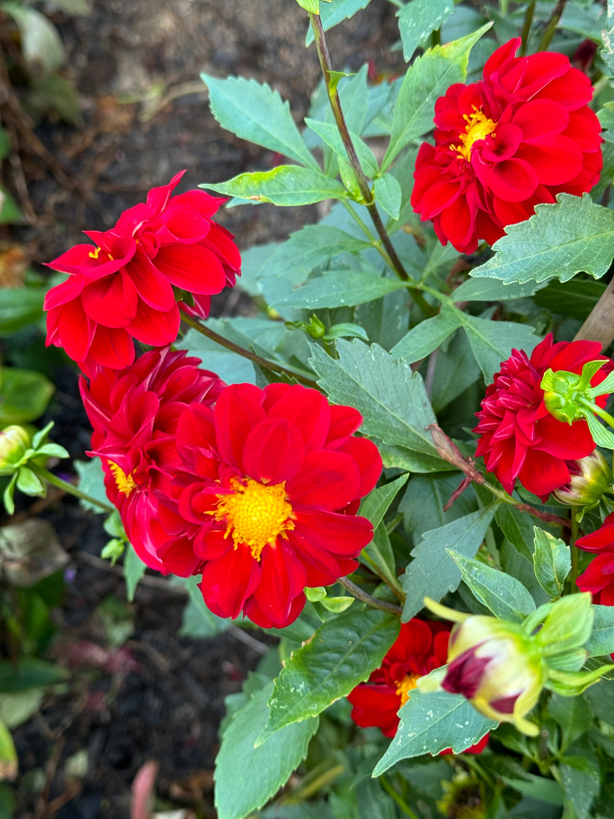 Bloomquist Fabulous Dahlia