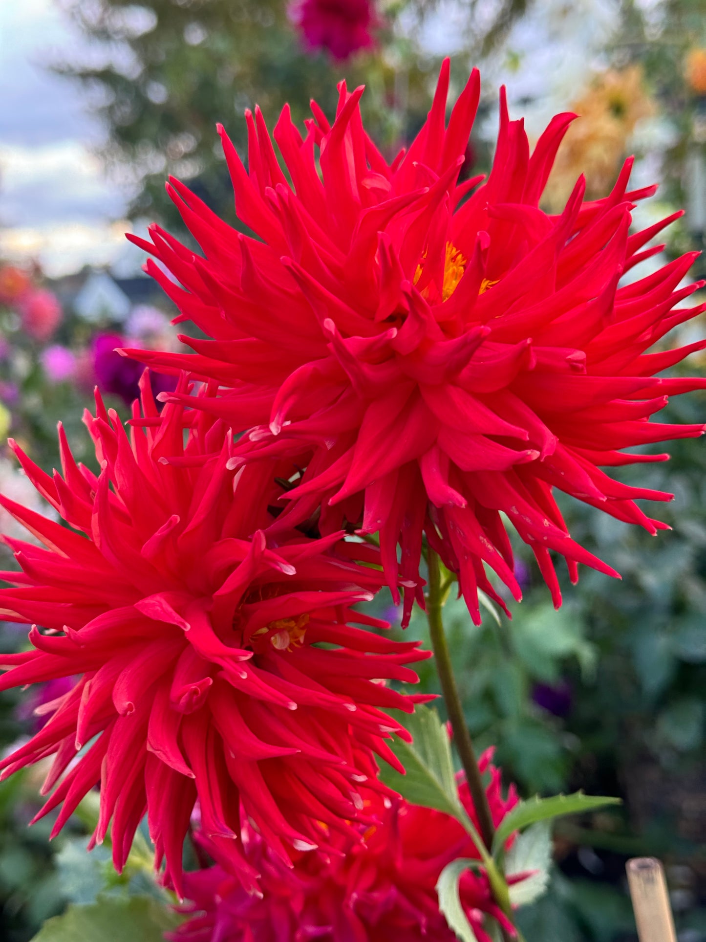 Charlie Boy Dahlia