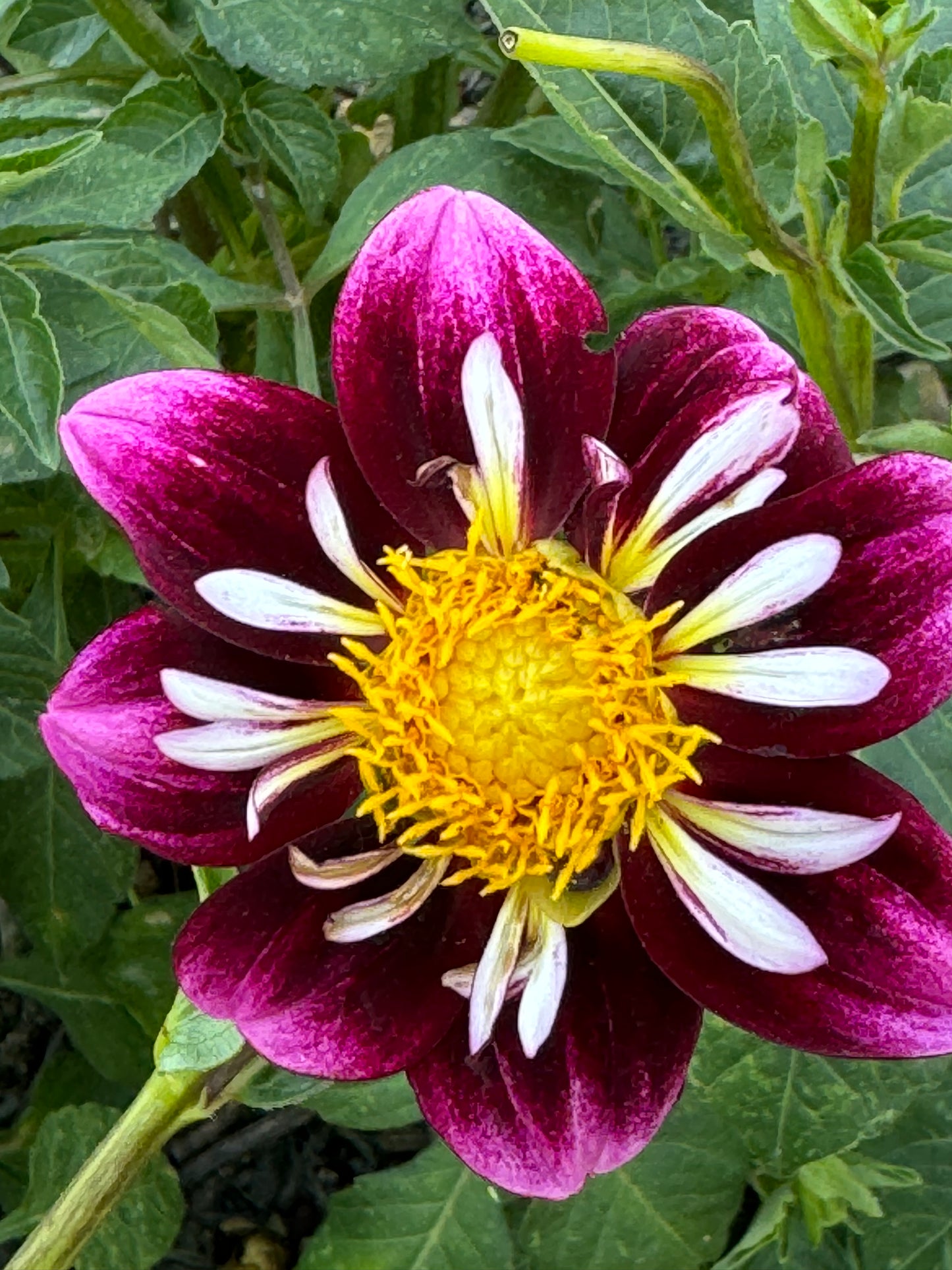 Bee-Yond Dahlia