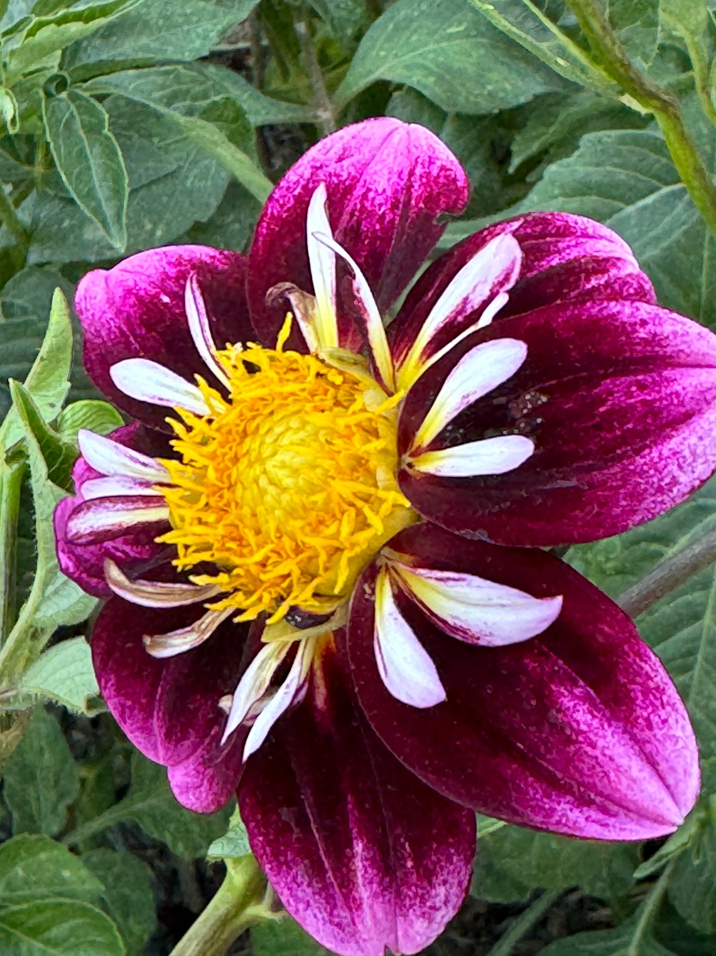 Bee-Yond Dahlia