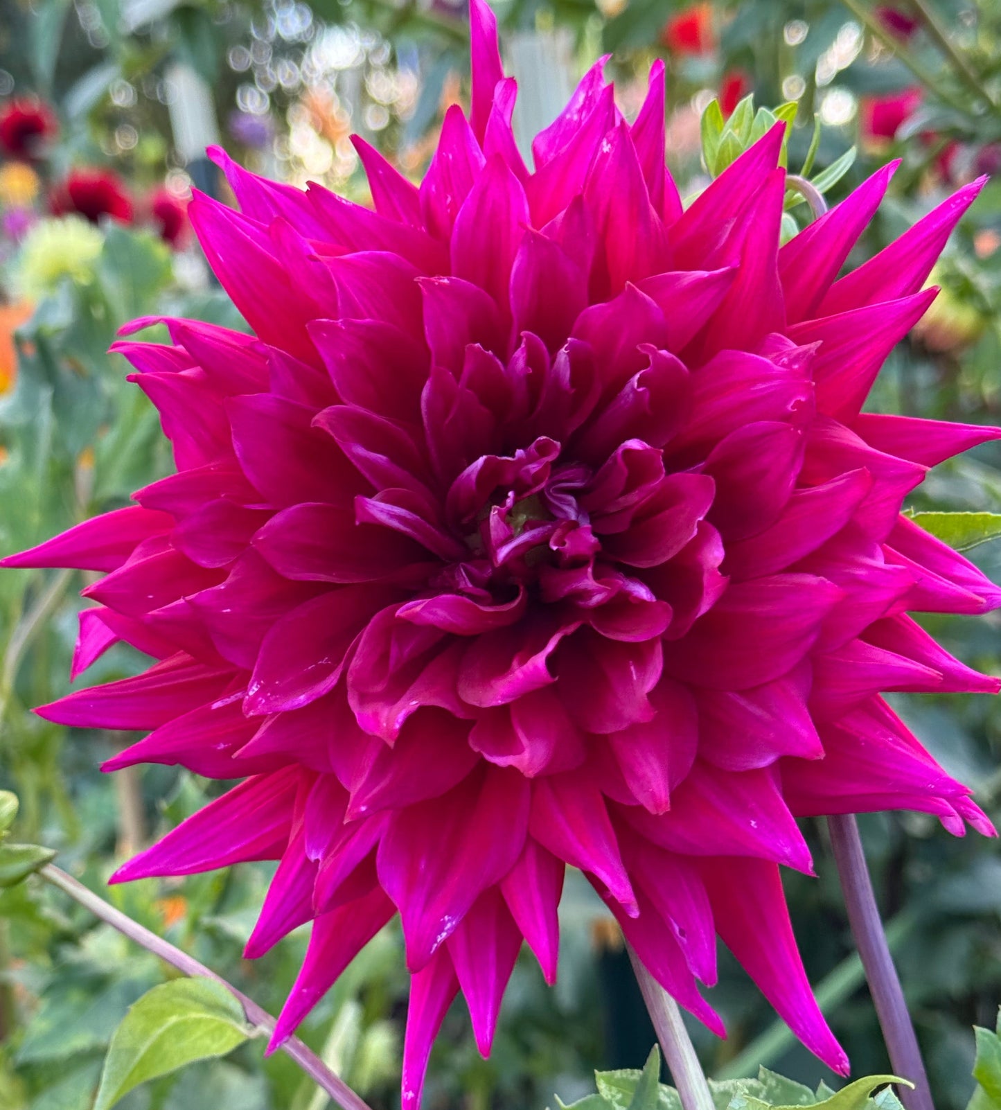 AC Holly Cow Dahlia